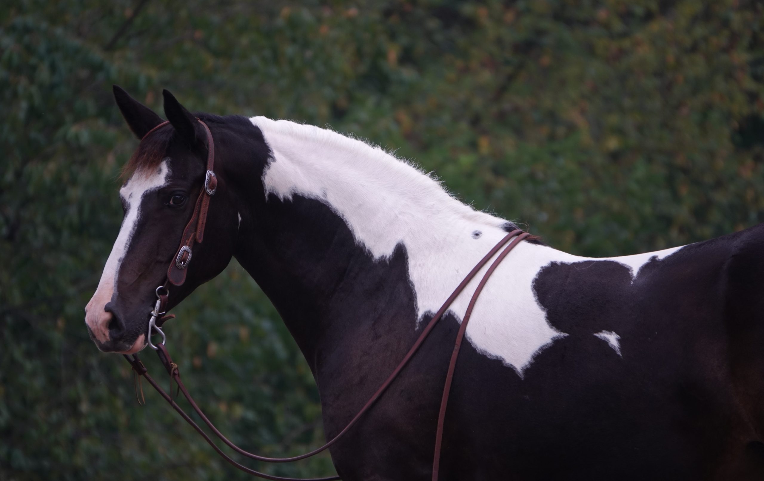Buckeye's George - Image 8