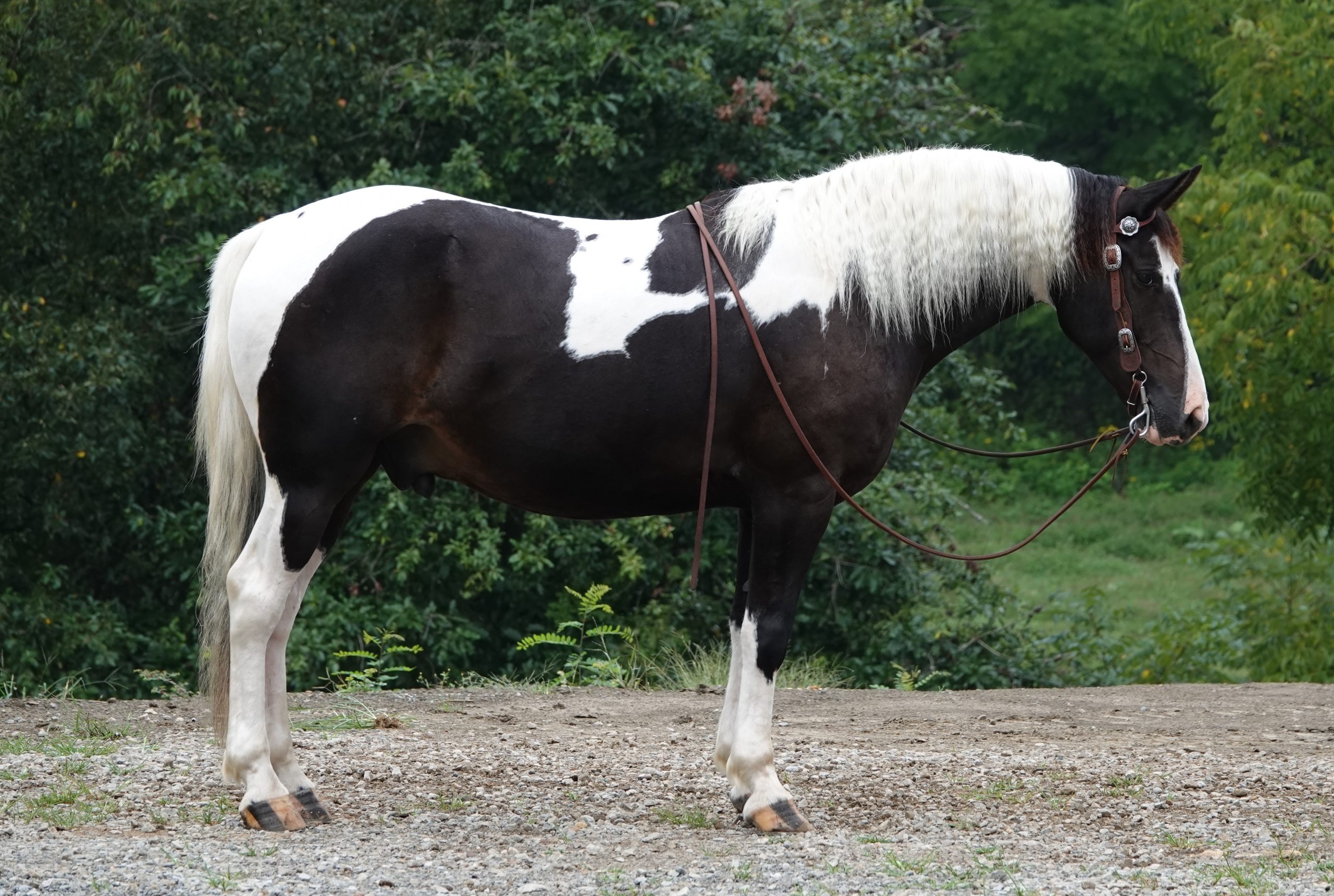 Buckeye's George - Image 9