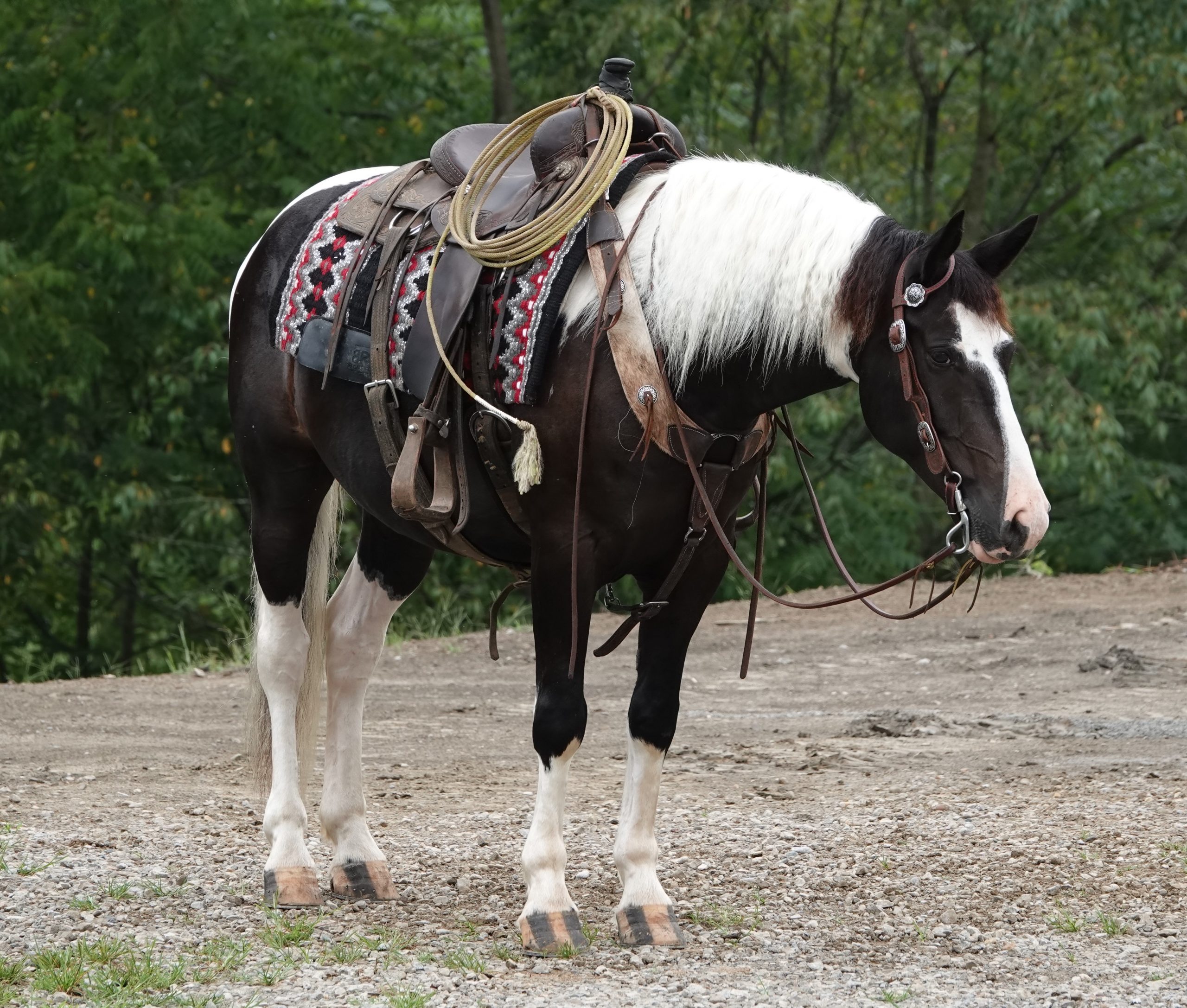 Buckeye's George - Image 10