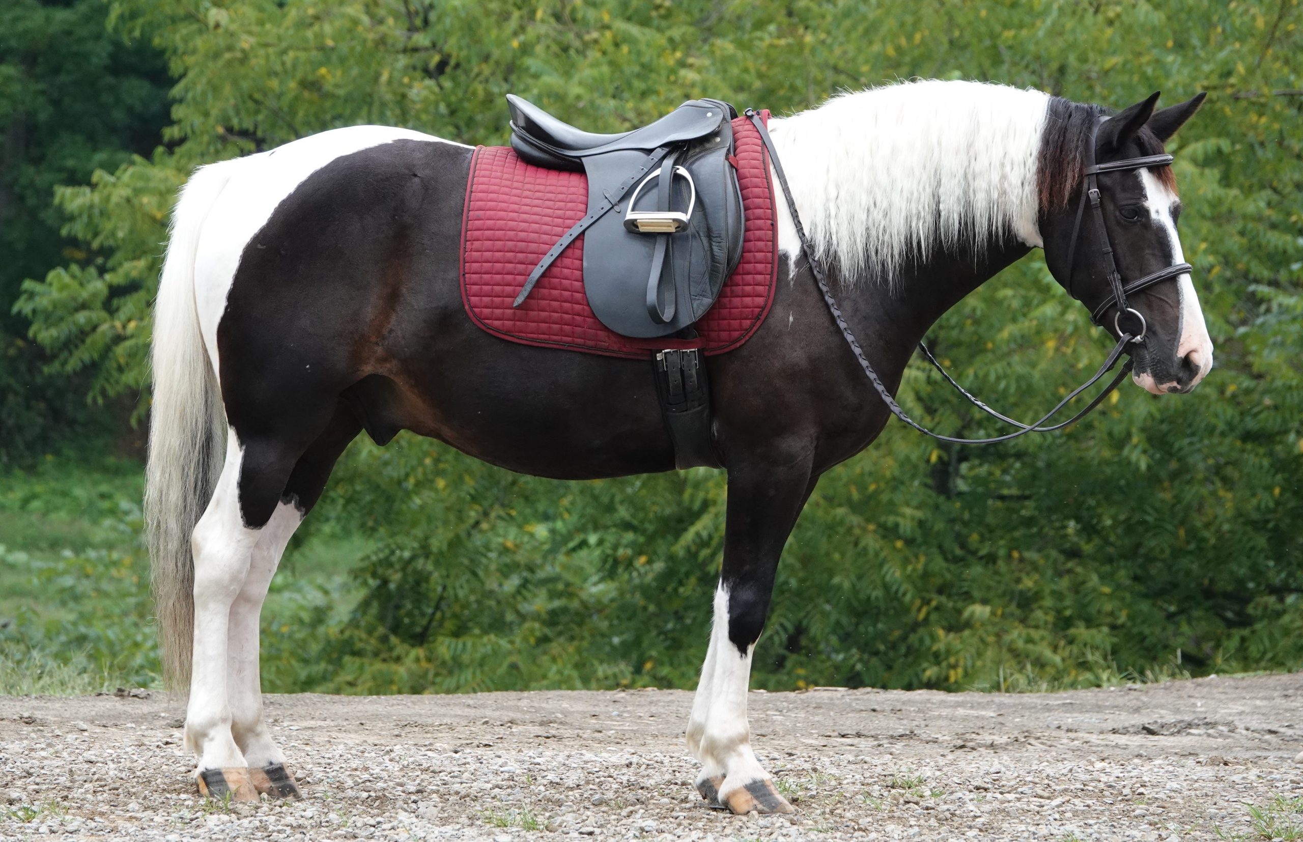Buckeye's George - Image 11