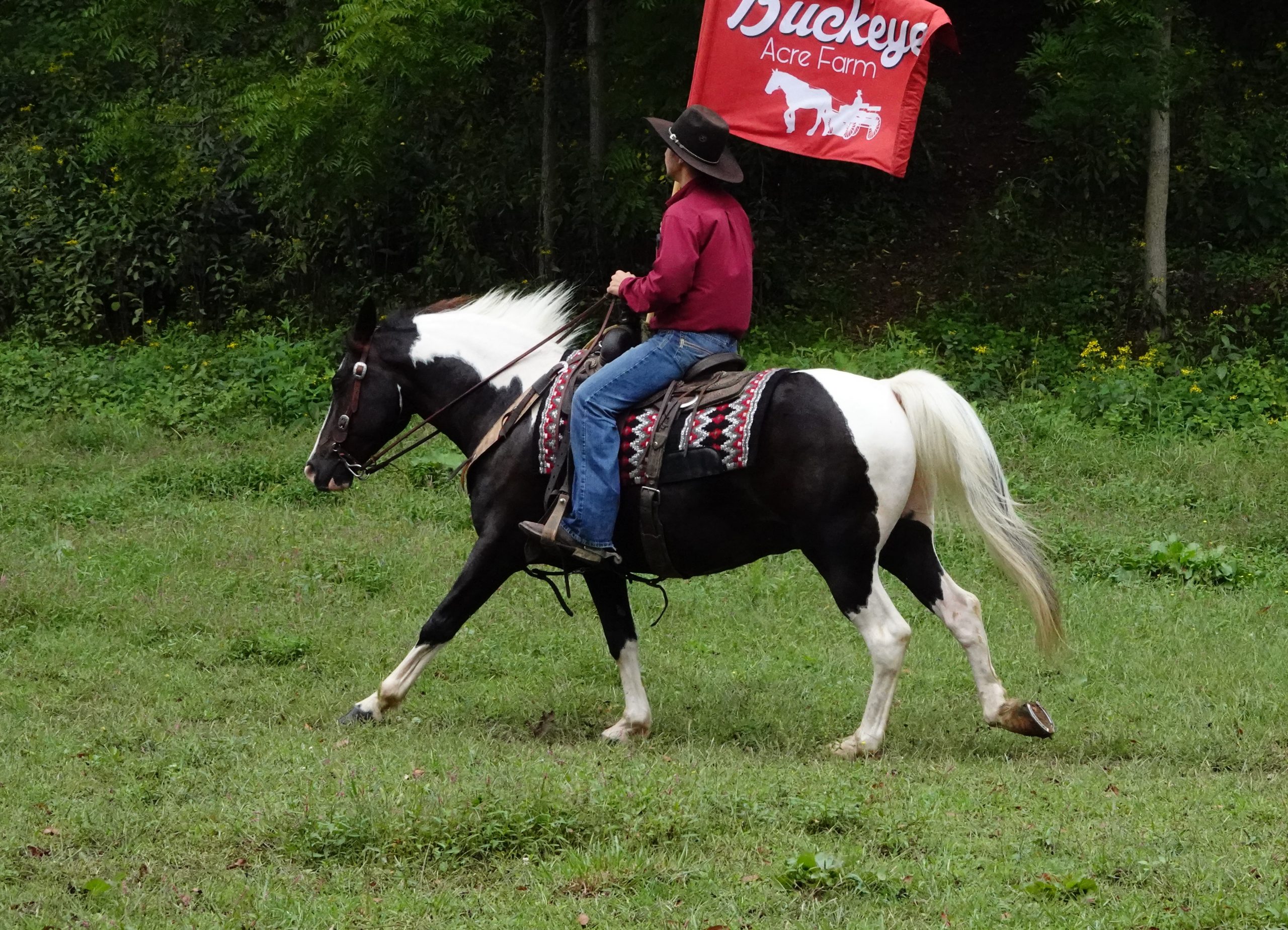 Buckeye's George - Image 5