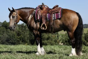 Durango