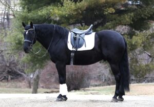 Buckeyes Dancing Knight