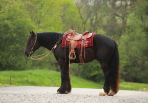 Buckeyes Wrangler