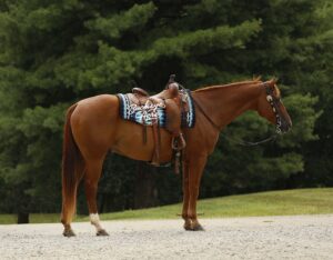 MR Ed