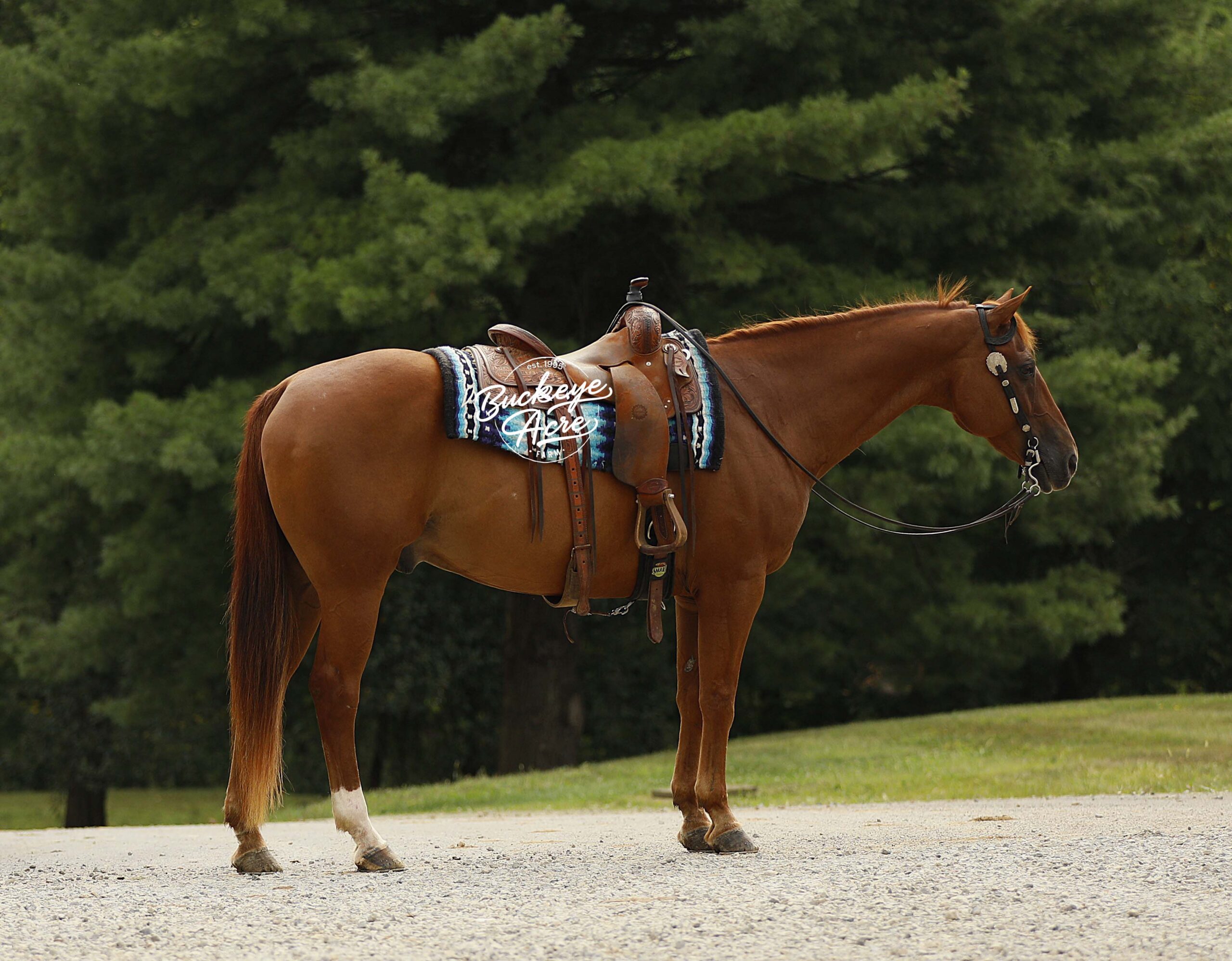 MR Ed