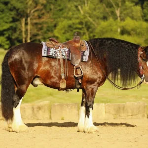 Horse wearing a Western saddle standing in a sandy paddock with green trees in the background