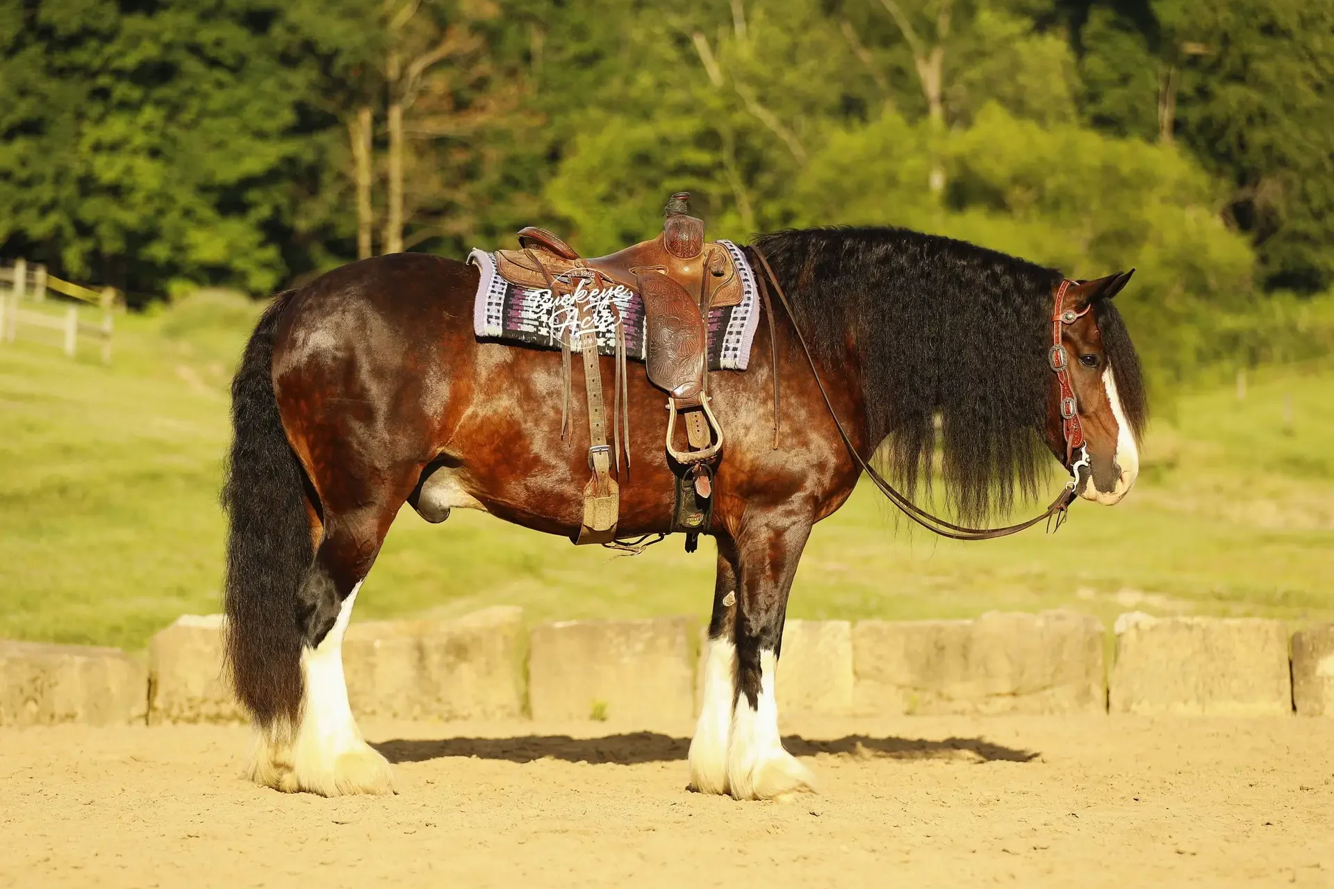 Horse wearing a Western saddle standing in a sandy paddock with green trees in the background