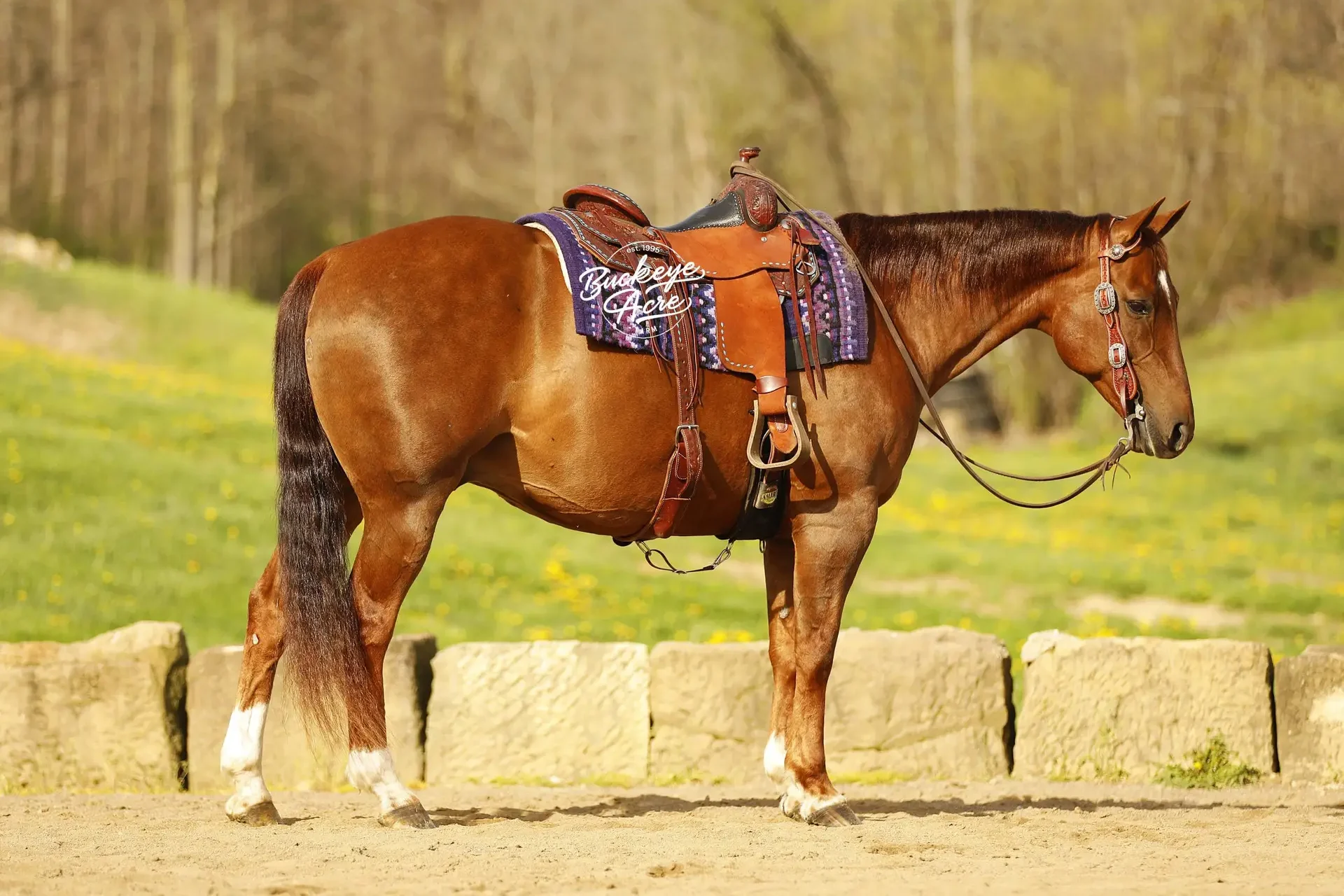 Brown horse wearing a leather saddle and purple quilted saddle blanket stands in a sunlit field with a low stone wall in the foreground; trees in the background.