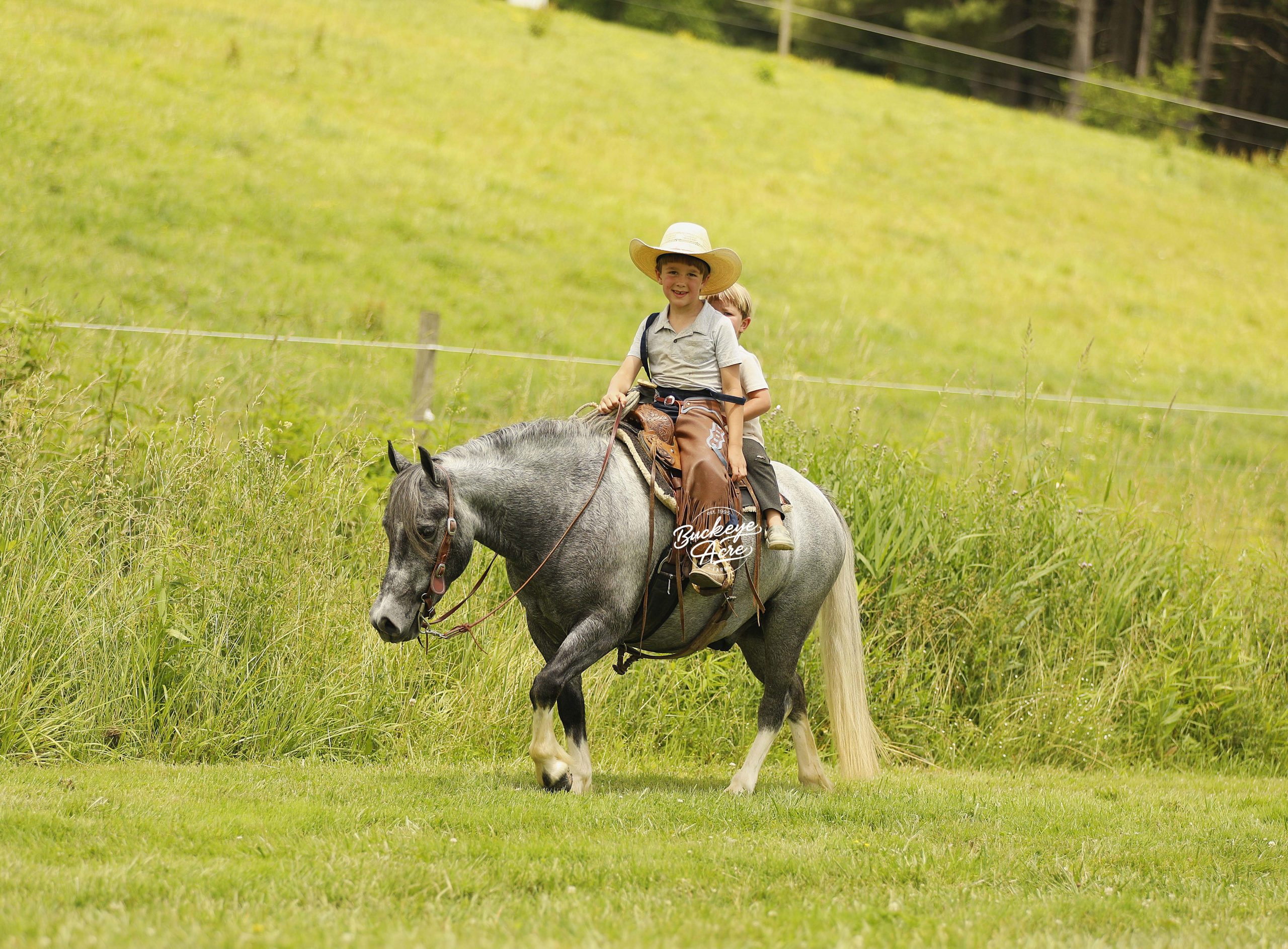 Chase - Image 13