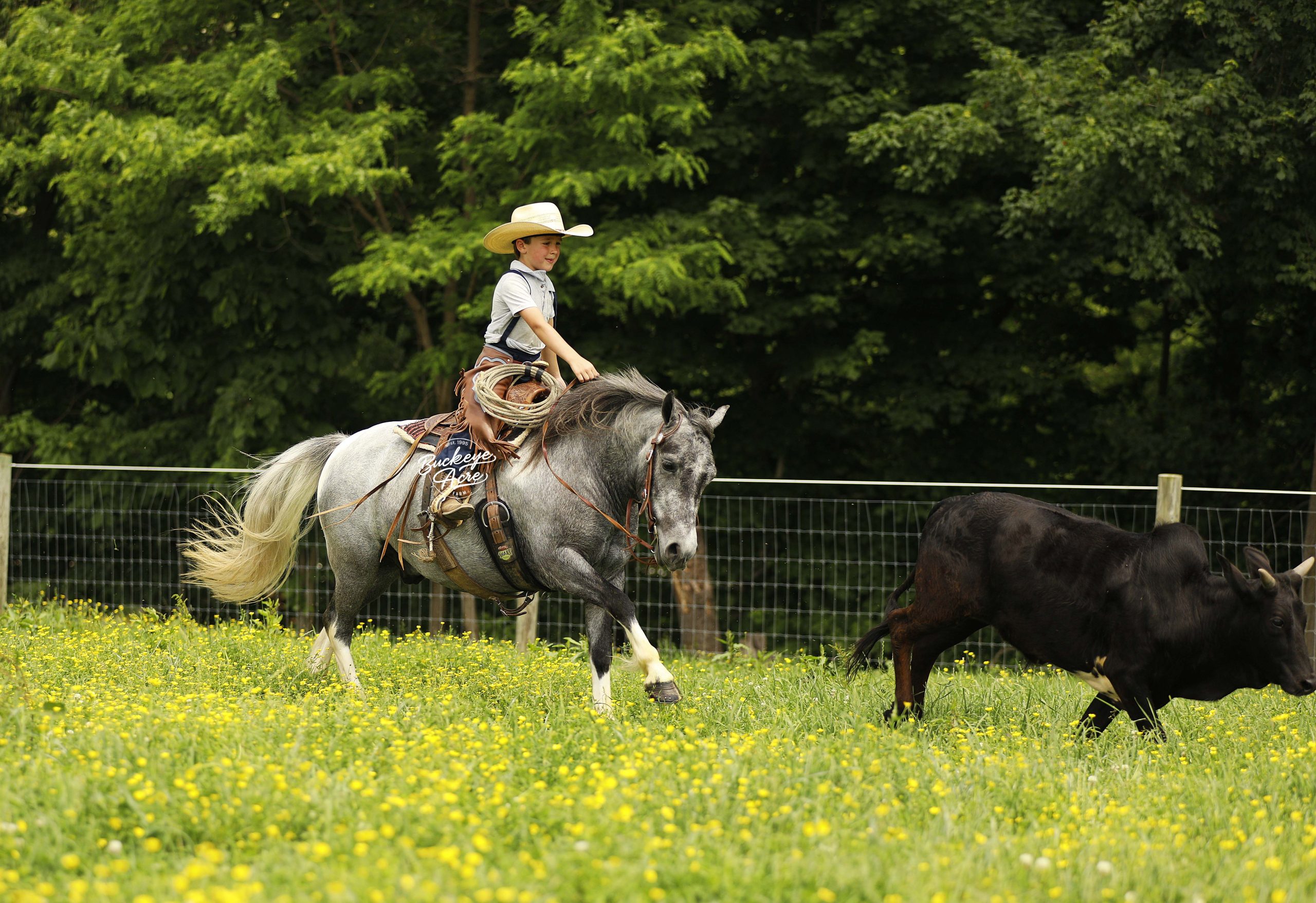 Chase - Image 14
