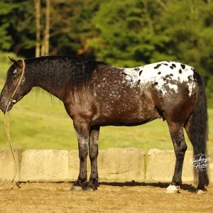 Side view of a black and white Pinto horse standing in a paddock with a rope halter.