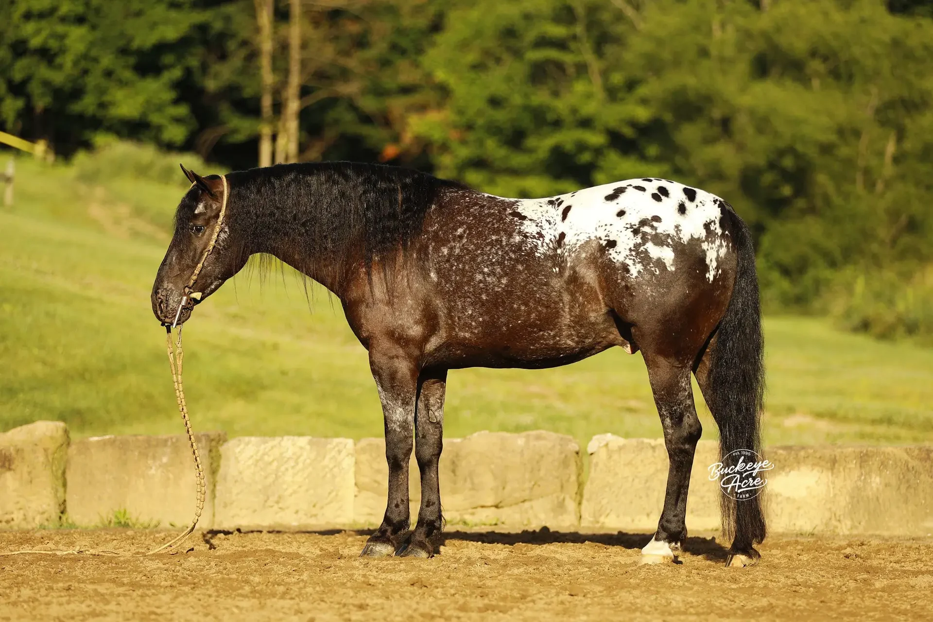 Side view of a black and white Pinto horse standing in a paddock with a rope halter.