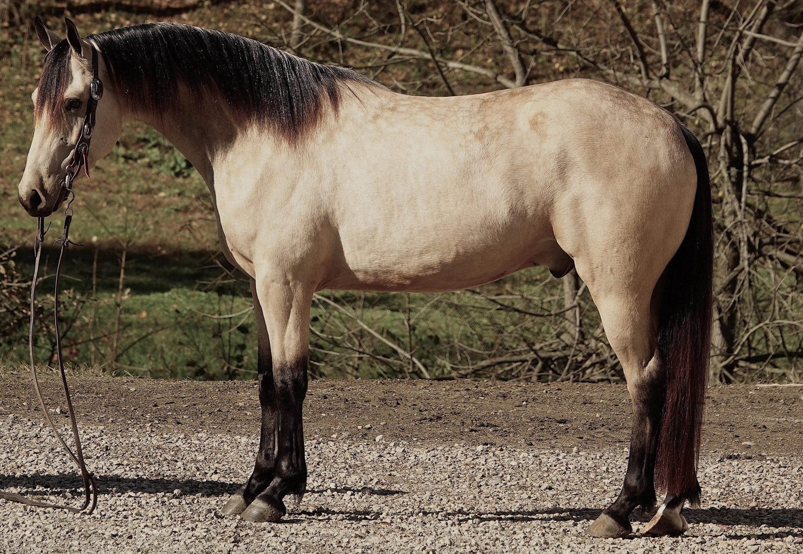 Partial side view of a light-colored horse with a dark mane wearing a bridle on a gravel path, outdoors with bare trees in the background.