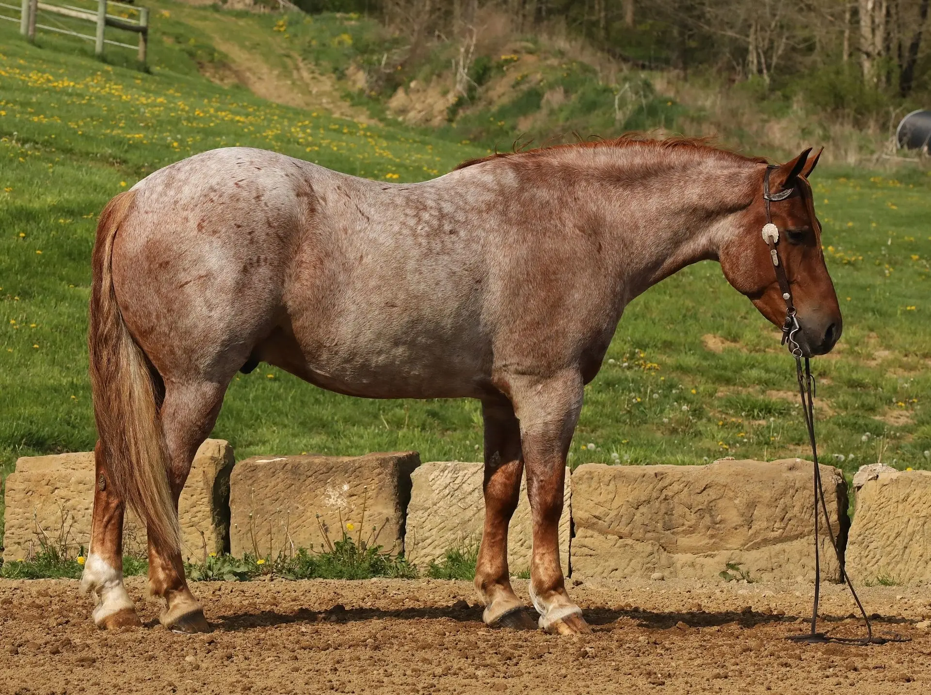 Buckeye (1)