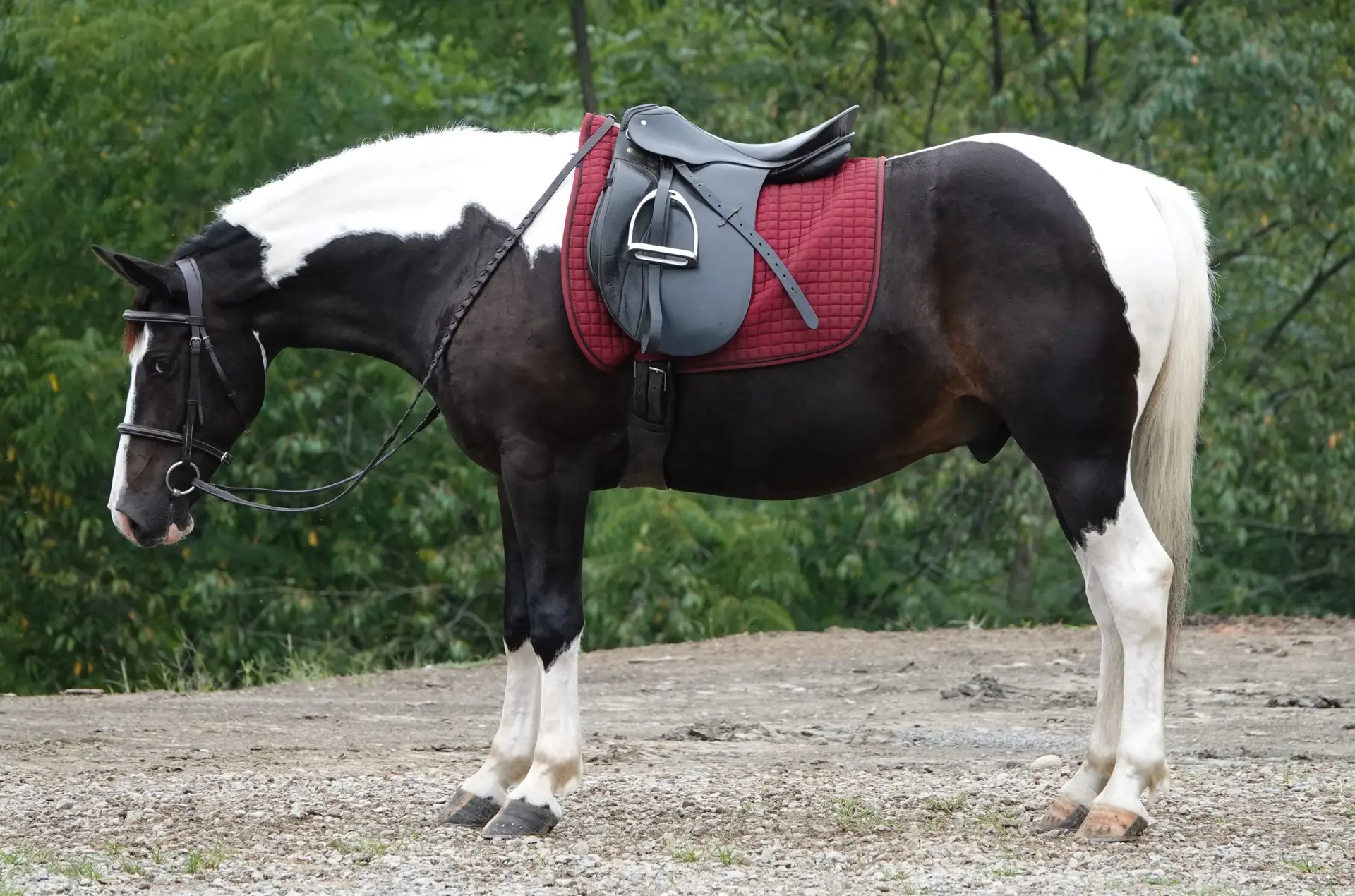 Side view of a black-and-white horse wearing a red quilted saddle pad and gray saddle on a dirt path, with green trees behind.