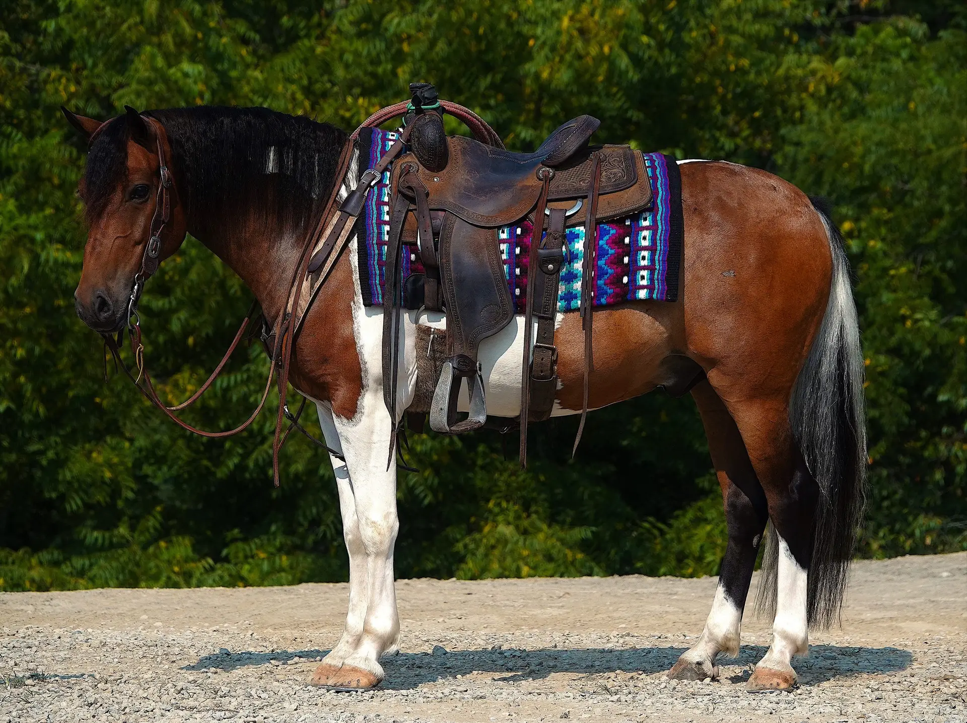 Brown horse wearing a western saddle and colorful woven blanket, standing on a gravel path with green foliage in the background.