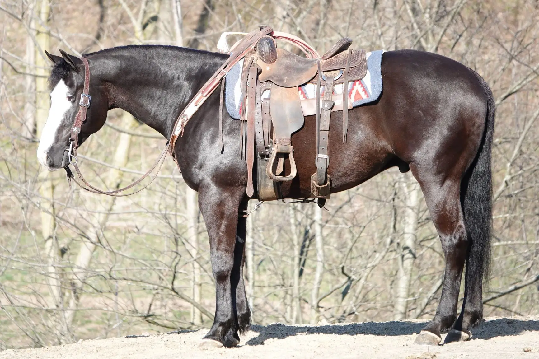 Black horse wearing a brown leather saddle and a blue patterned saddle pad, outdoors among trees.