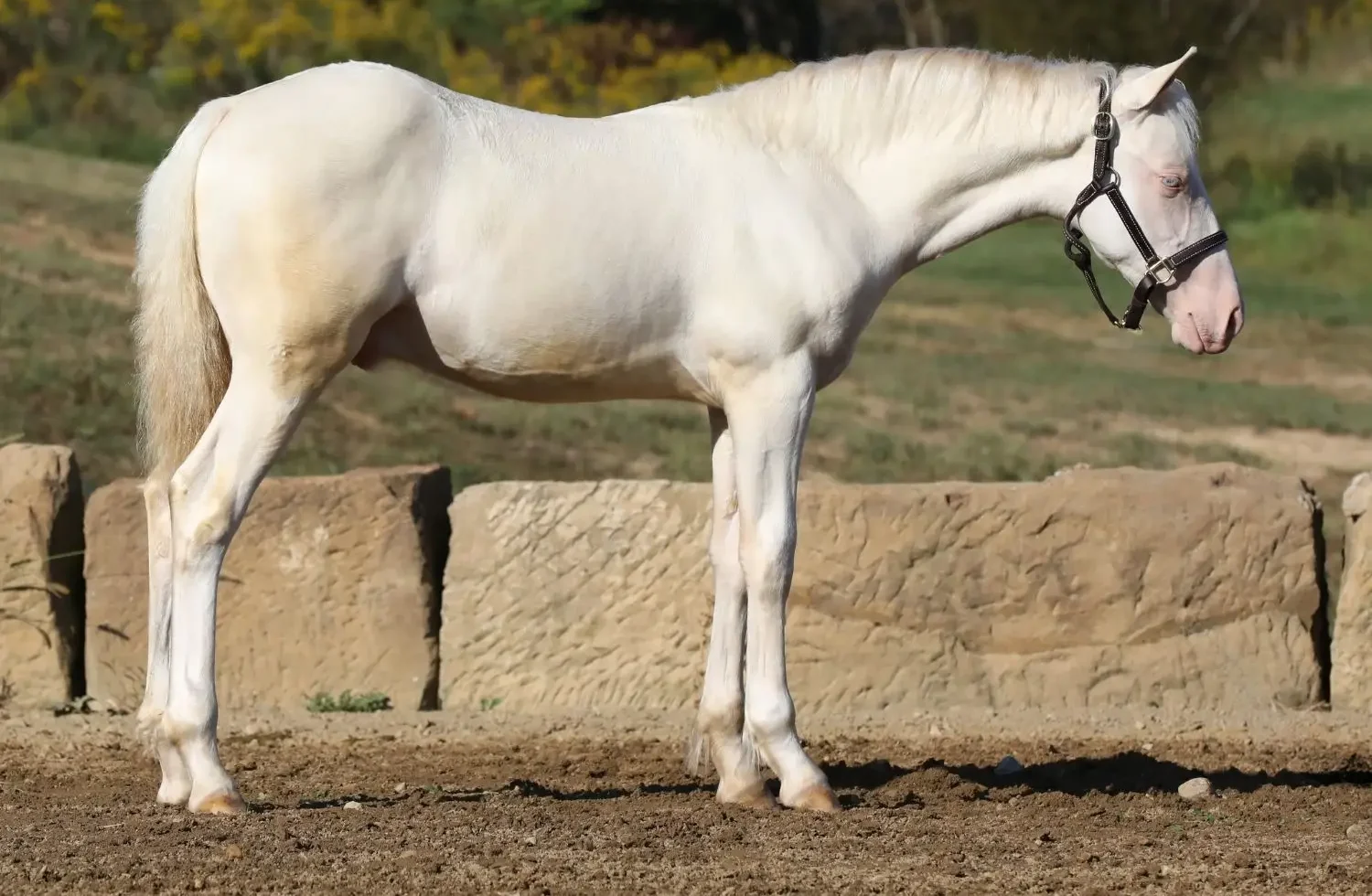 Side view of a white horse wearing a black halter, standing in a dirt paddock with a stone barrier and autumn trees in the background.