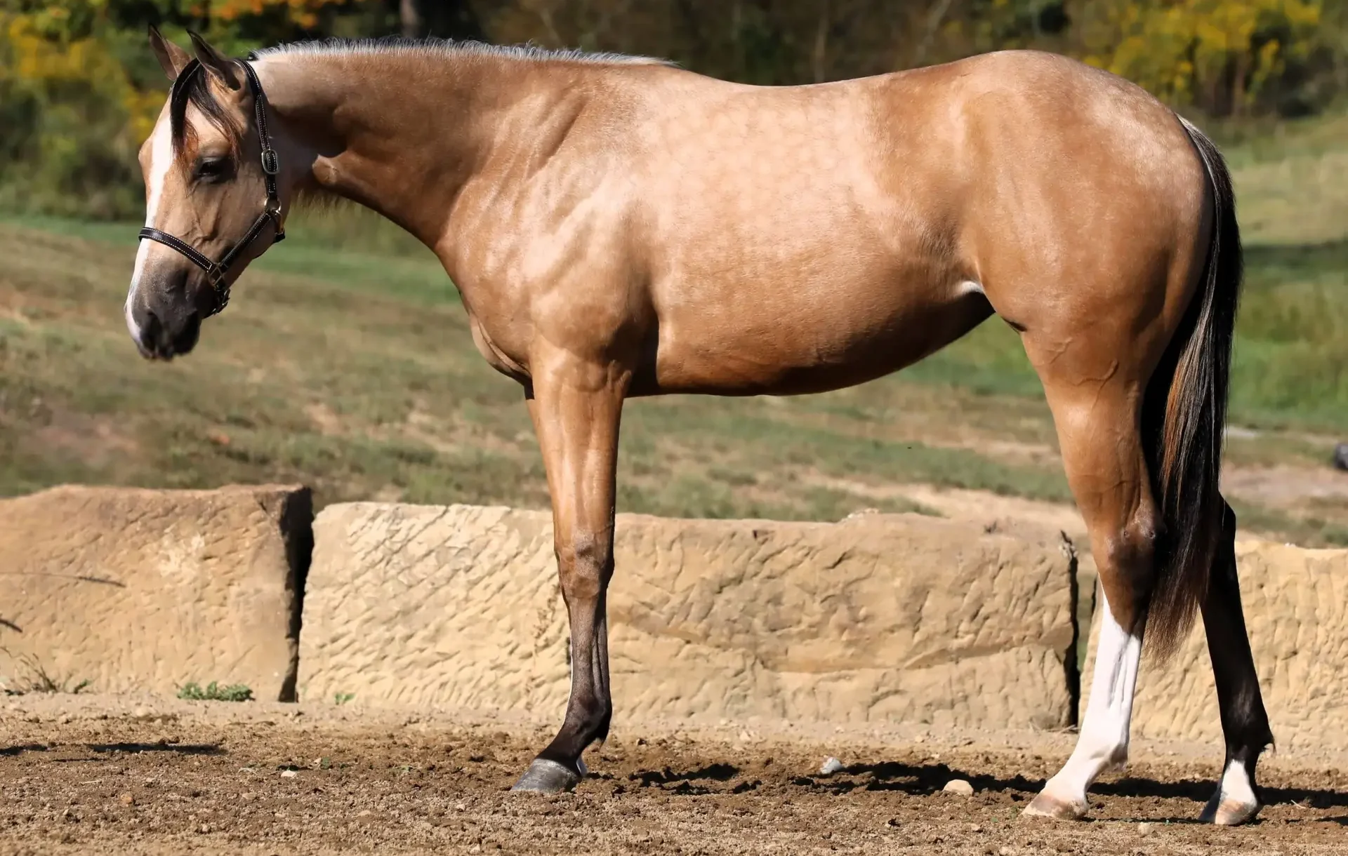Palomino horse with bridle standing in a dirt paddock, a stone barrier in front and autumn trees in the background.