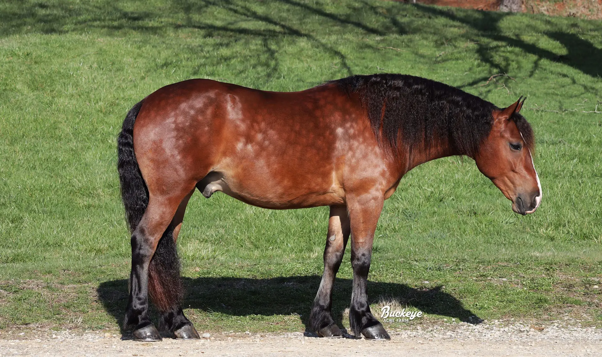 Profile view of a brown horse with a black mane standing on green grass, facing right; sunlight highlights its coat.