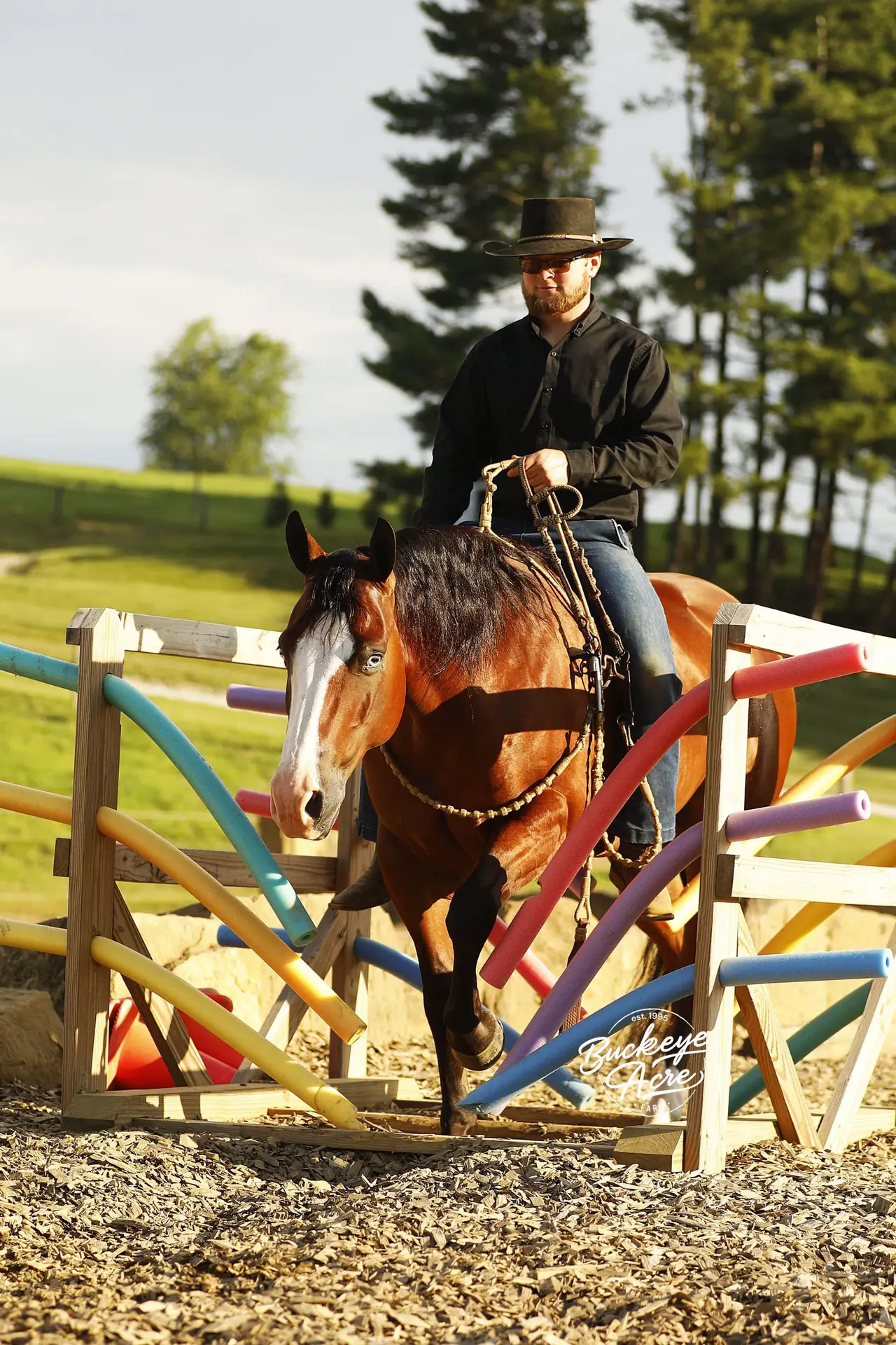 Man in black shirt and hat riding a brown horse over a colorful outdoor jump obstacle in a field with trees in the background.