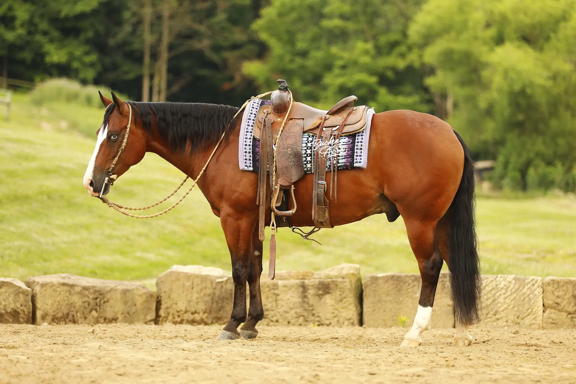 Side view of a brown horse saddled for riding, with a patterned blanket and leather tack, standing near a stone wall in a grassy paddock.