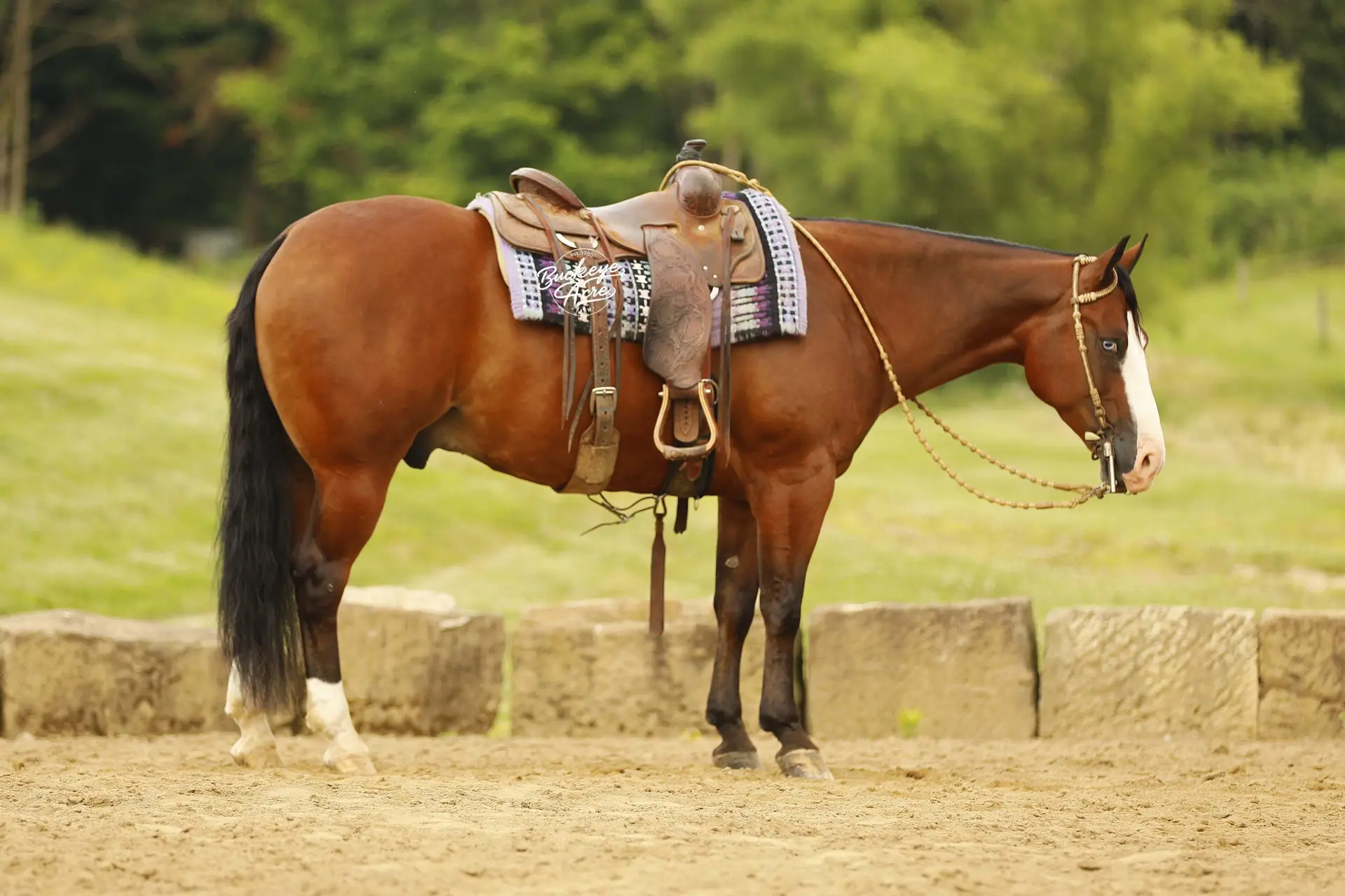 Brown horse wearing western saddle and patterned blanket stands in a dirt paddock with green field and trees in the background.