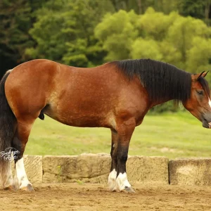 Brown horse standing in a grassy field with a black mane and white leg markings, head lowered as if grazing or resting near a low stone barrier