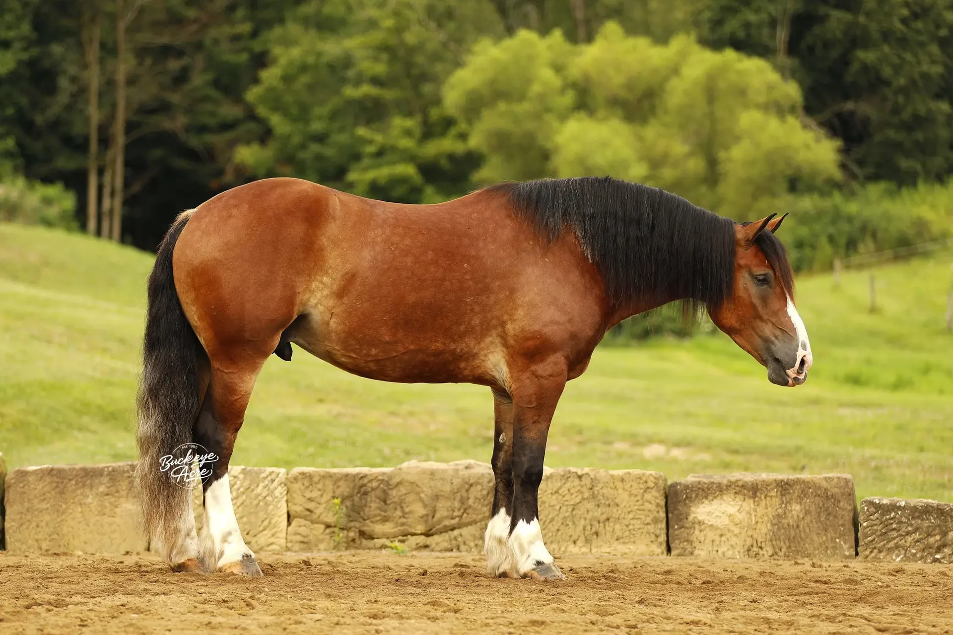 Brown horse standing in a grassy field with a black mane and white leg markings, head lowered as if grazing or resting near a low stone barrier