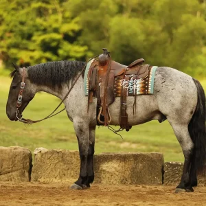 Gray horse wearing a brown western saddle and bridle stands on a dirt path beside a stone wall in a green field.