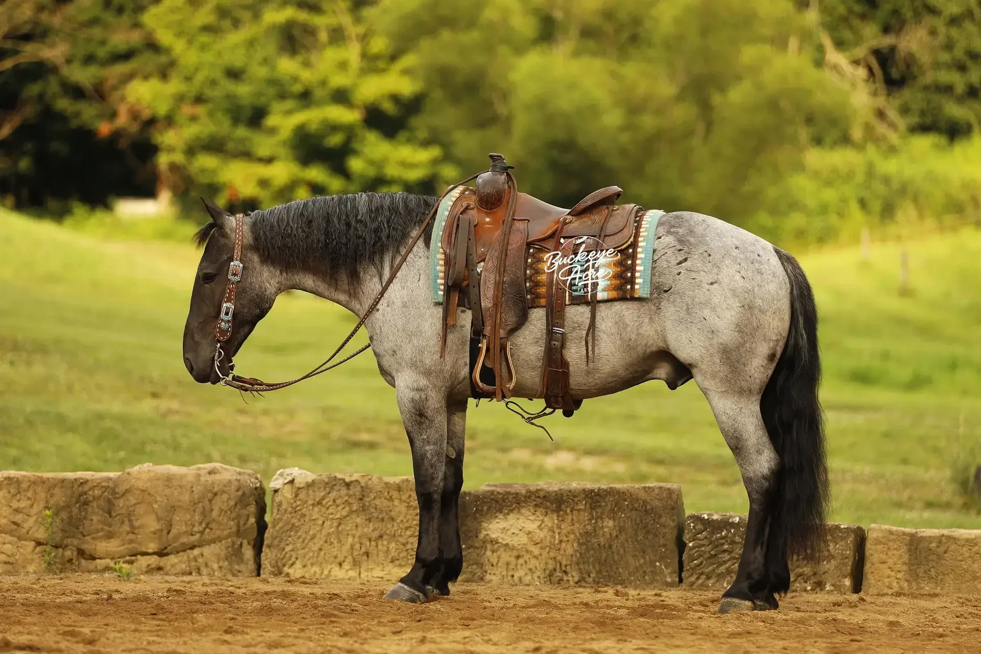 Gray horse wearing a brown western saddle and bridle stands on a dirt path beside a stone wall in a green field.