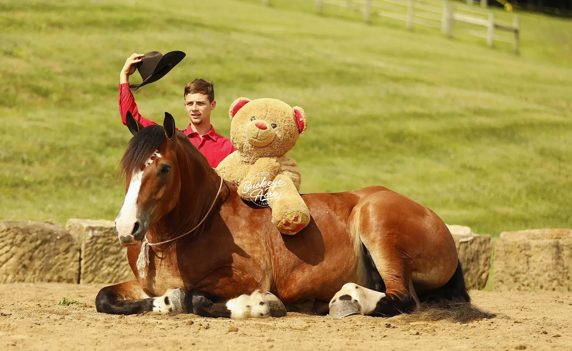 A man in a red shirt on a brown horse with a teddy bear strapped to the saddle in a sunny, grassy field.