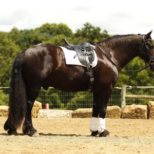 A dark horse wearing a saddle, bridle, and white leg wraps stands in a sandy outdoor riding arena with a fence and trees in the background.