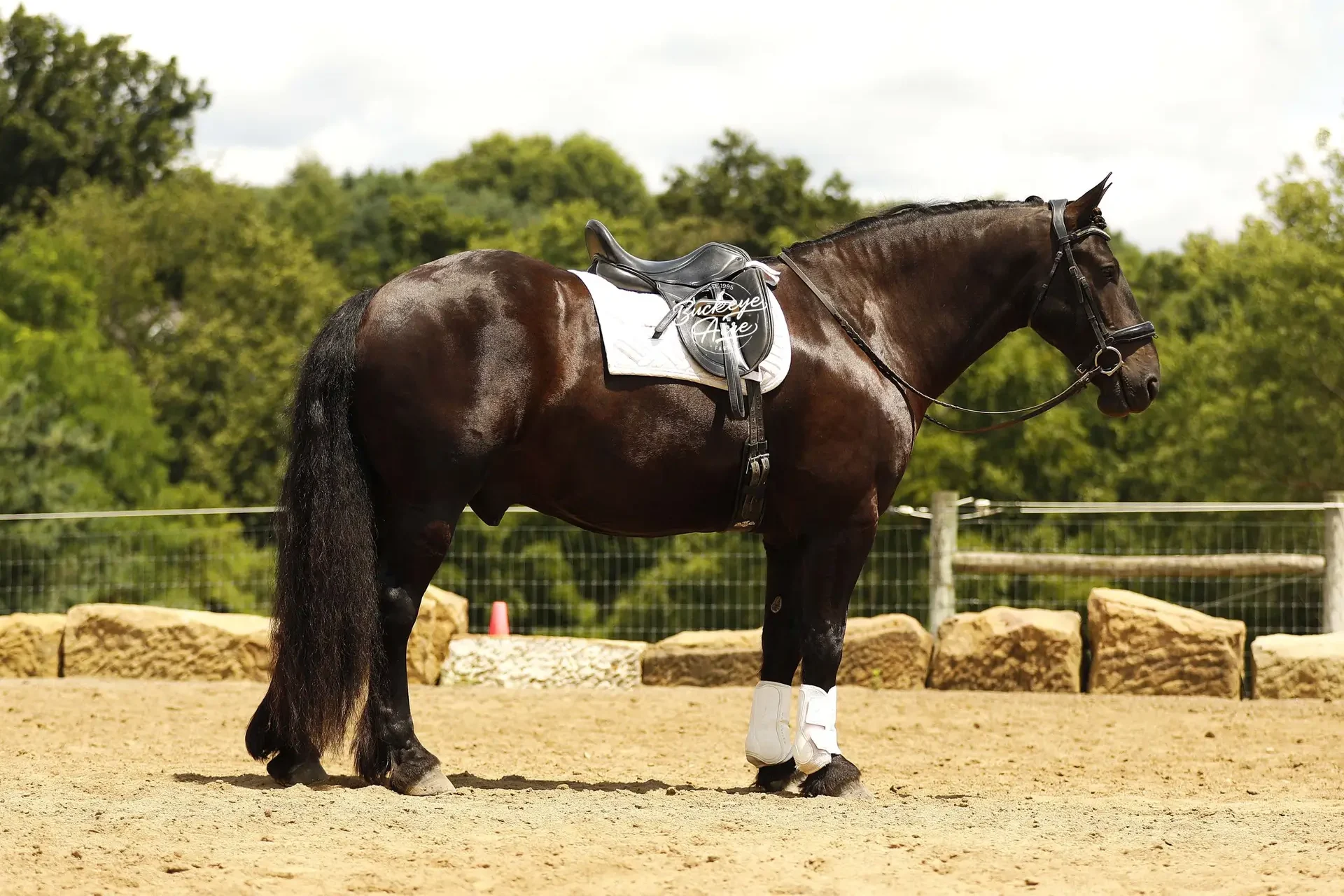 A dark horse wearing a saddle, bridle, and white leg wraps stands in a sandy outdoor riding arena with a fence and trees in the background.