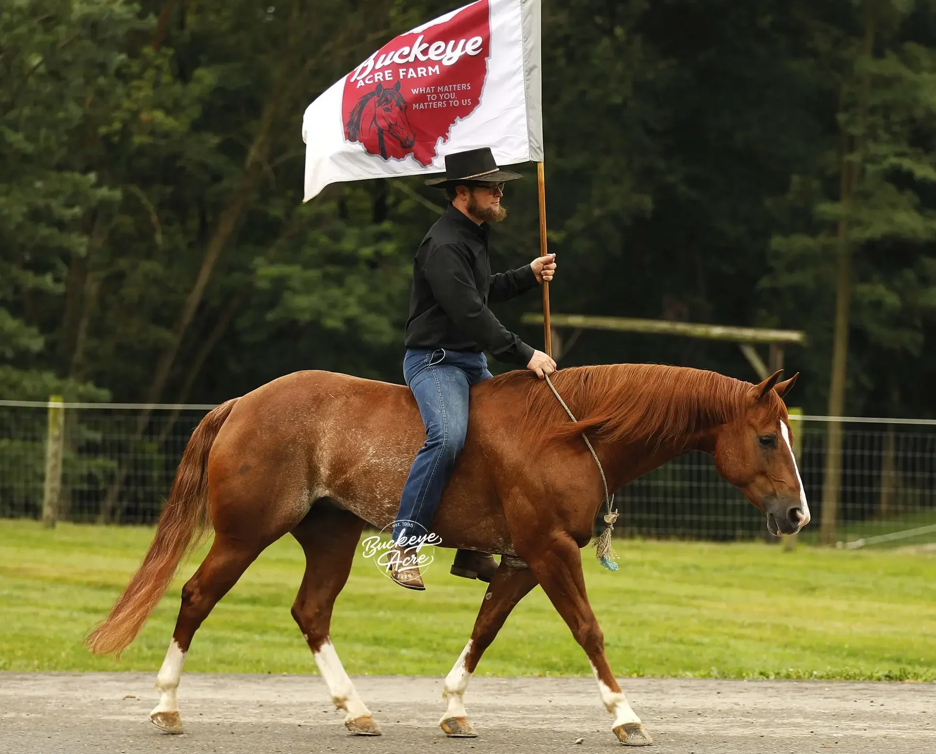 Rider in a black shirt and hat on a brown horse, carrying a Buckeye Acre Farm flag in a grassy field.