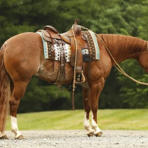 Brown horse in a decorative saddle and reins standing on a gravel path with green field and trees in the background.