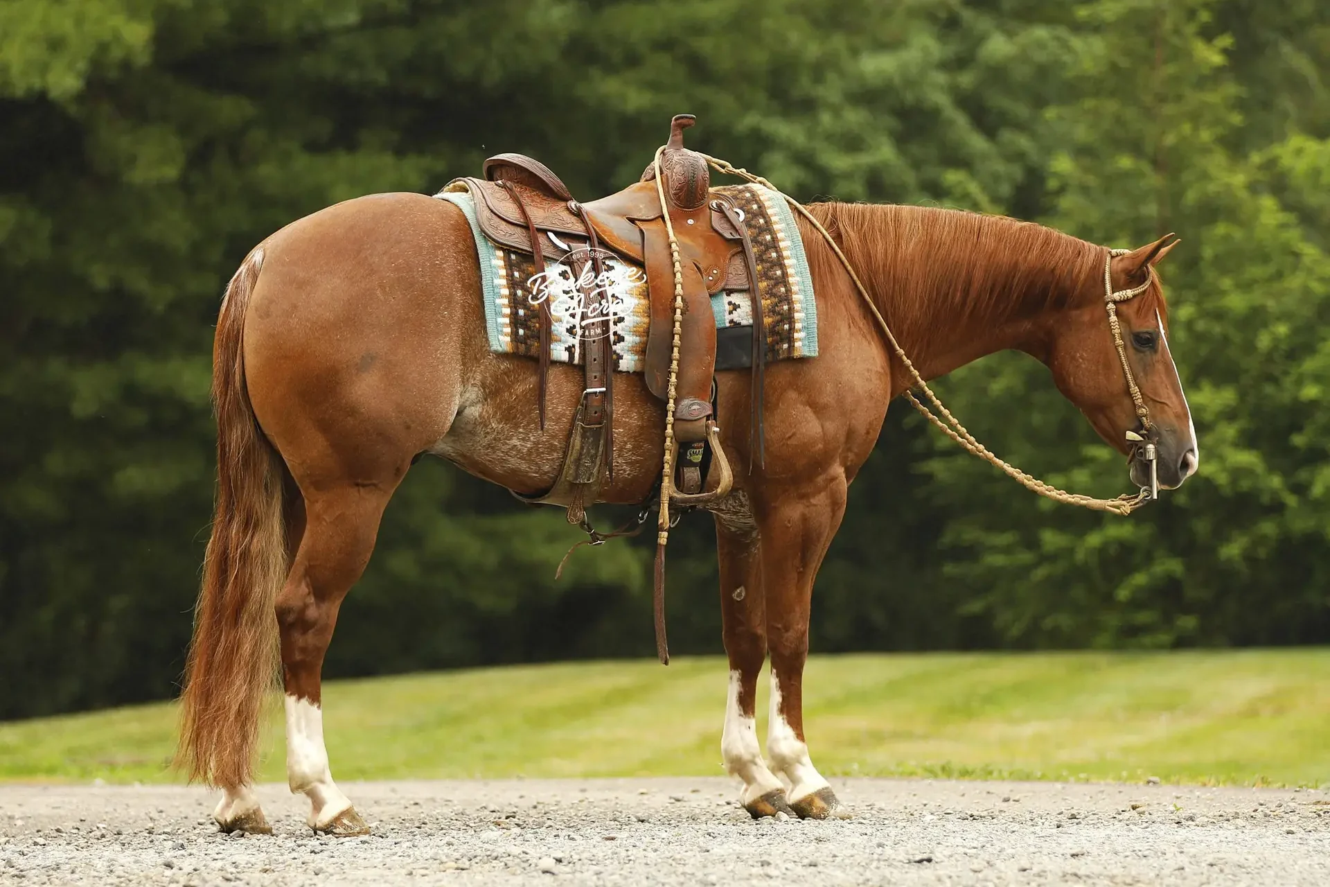 Brown horse in a decorative saddle and reins standing on a gravel path with green field and trees in the background.