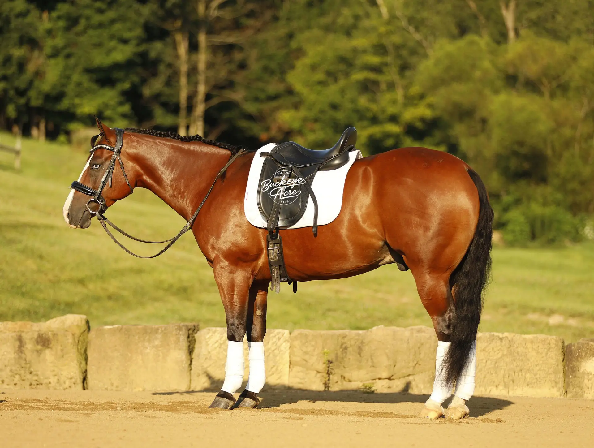 Brown horse wearing a white saddle pad and leg wraps stands beside a low barrier in a sunny outdoor arena.
