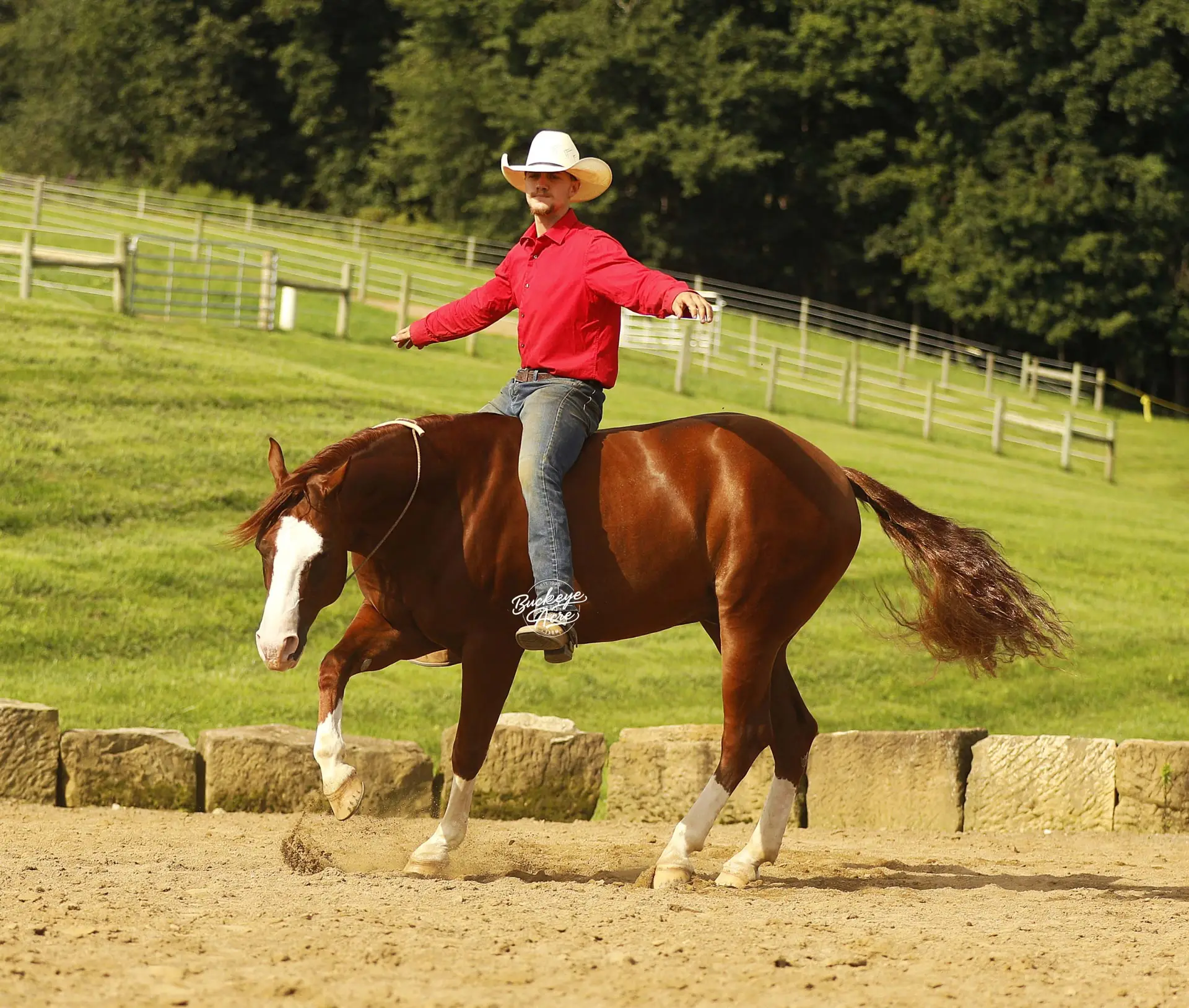Cowboy in a red shirt and white hat riding a brown horse in an open arena with wooden fencing on a sunny day.