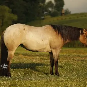 Side view of a light brown horse with a dark mane standing in a sunny grassy field with small white wildflowers; rope halter visible on head.