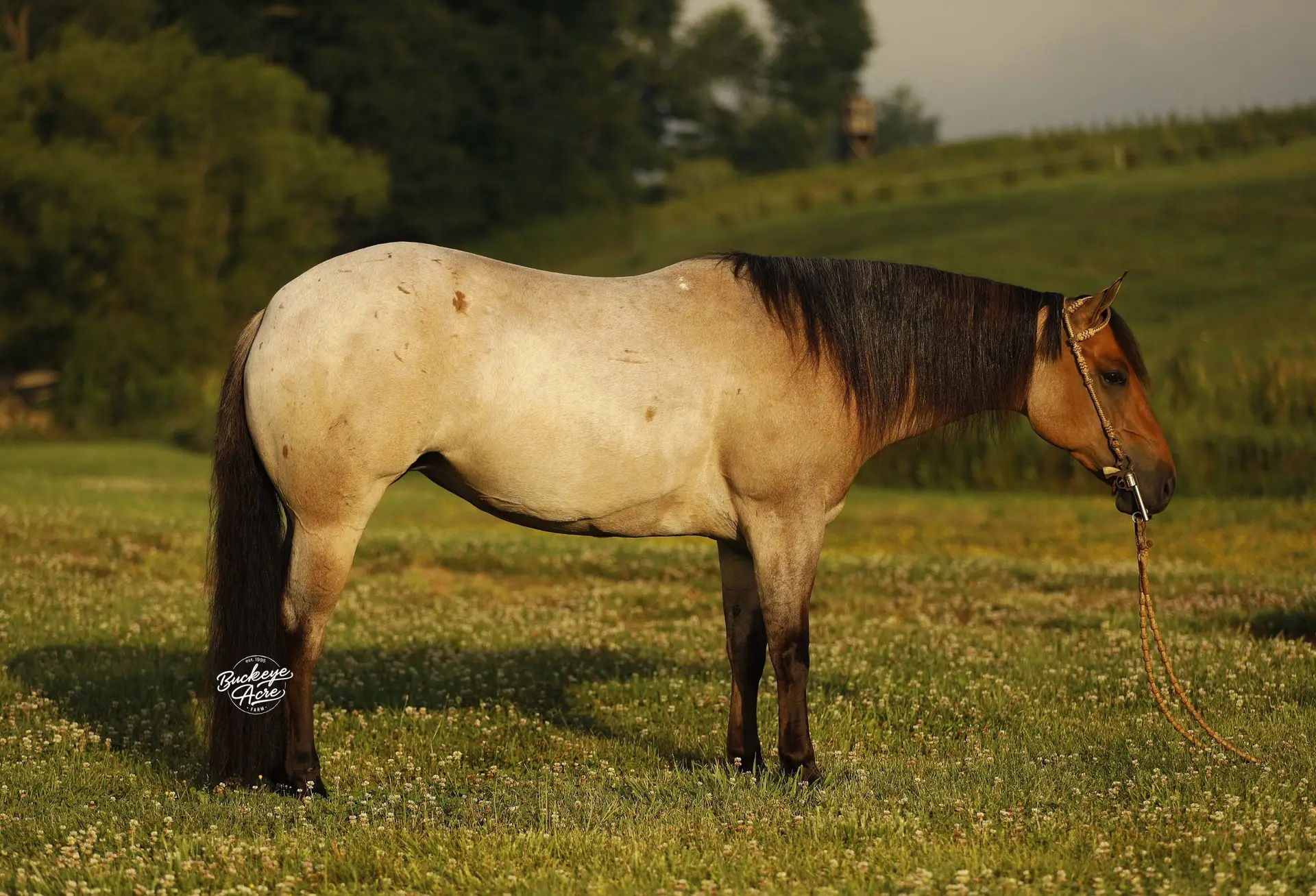 Side view of a light brown horse with a dark mane standing in a sunny grassy field with small white wildflowers; rope halter visible on head.