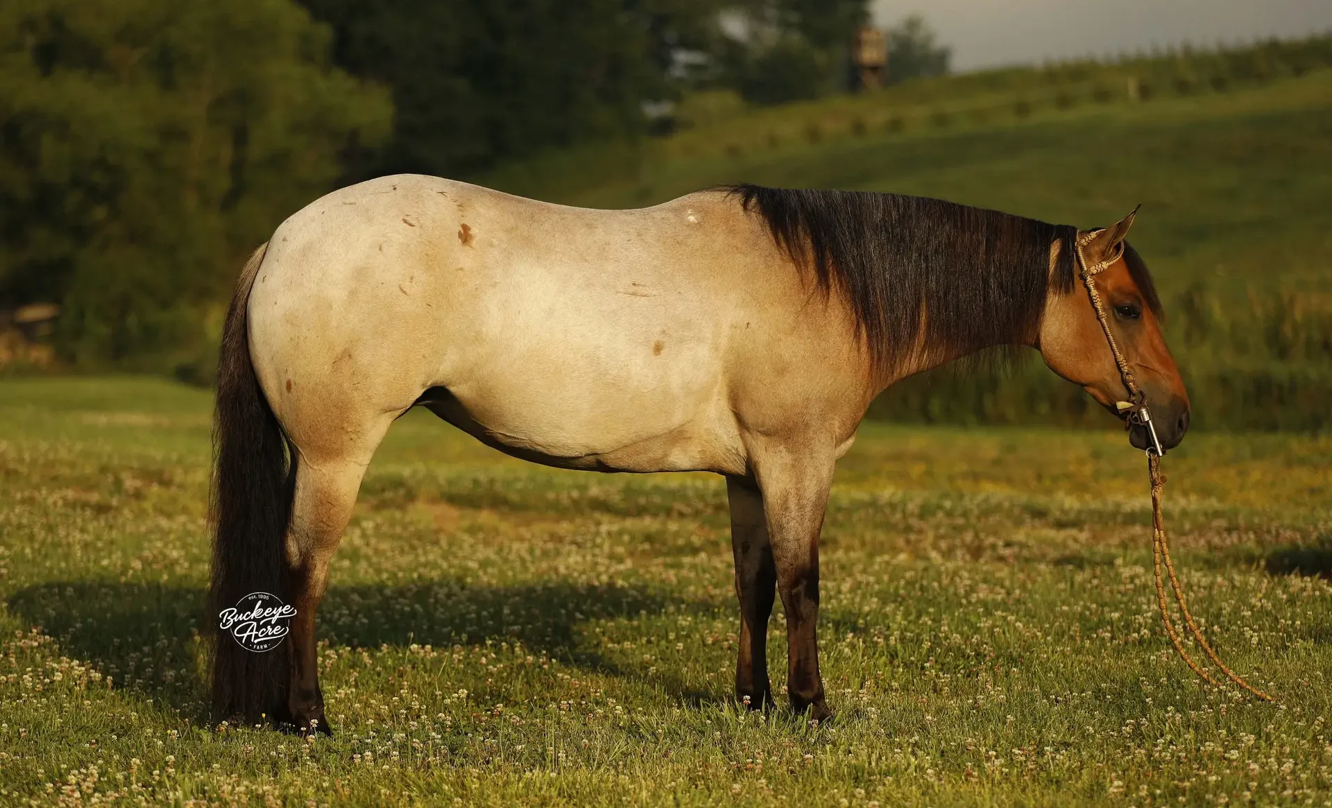 Beige horse standing in a sunlit meadow with white clover flowers, wearing a rope halter.