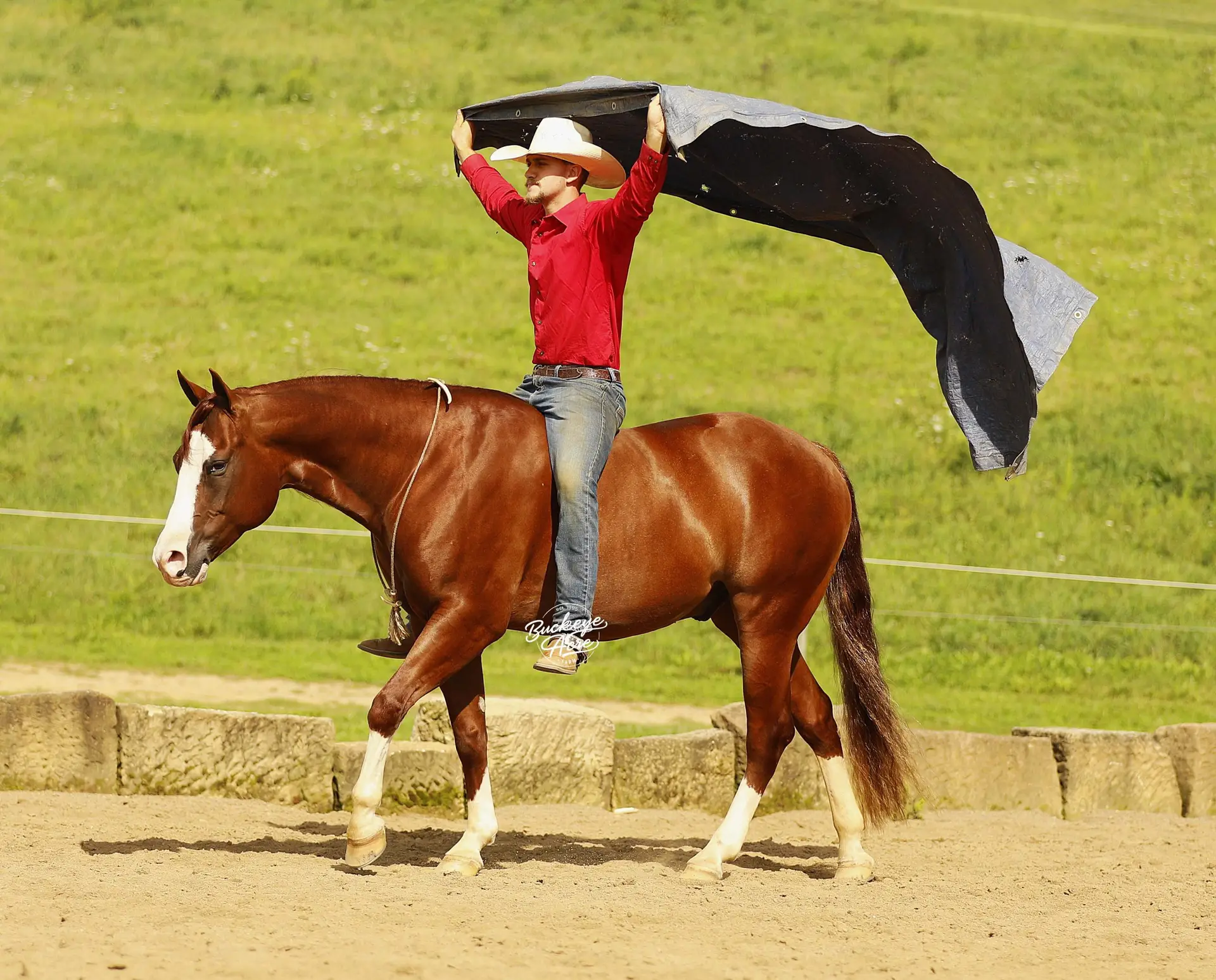 Cowboy on a brown horse wearing a red shirt and white hat, lifting a large black tarp above his head like a cape in a grassy arena.