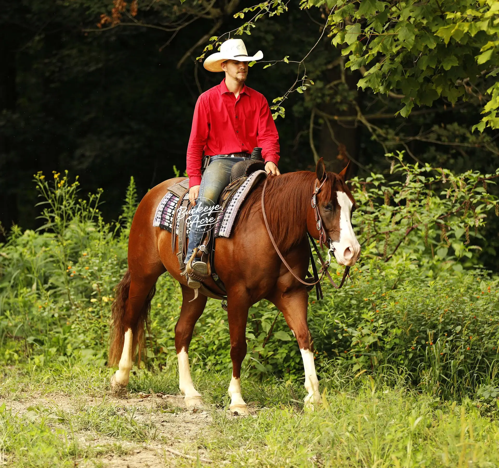 Man wearing a red shirt and white cowboy hat rides a brown horse in a grassy, leafy outdoor area.