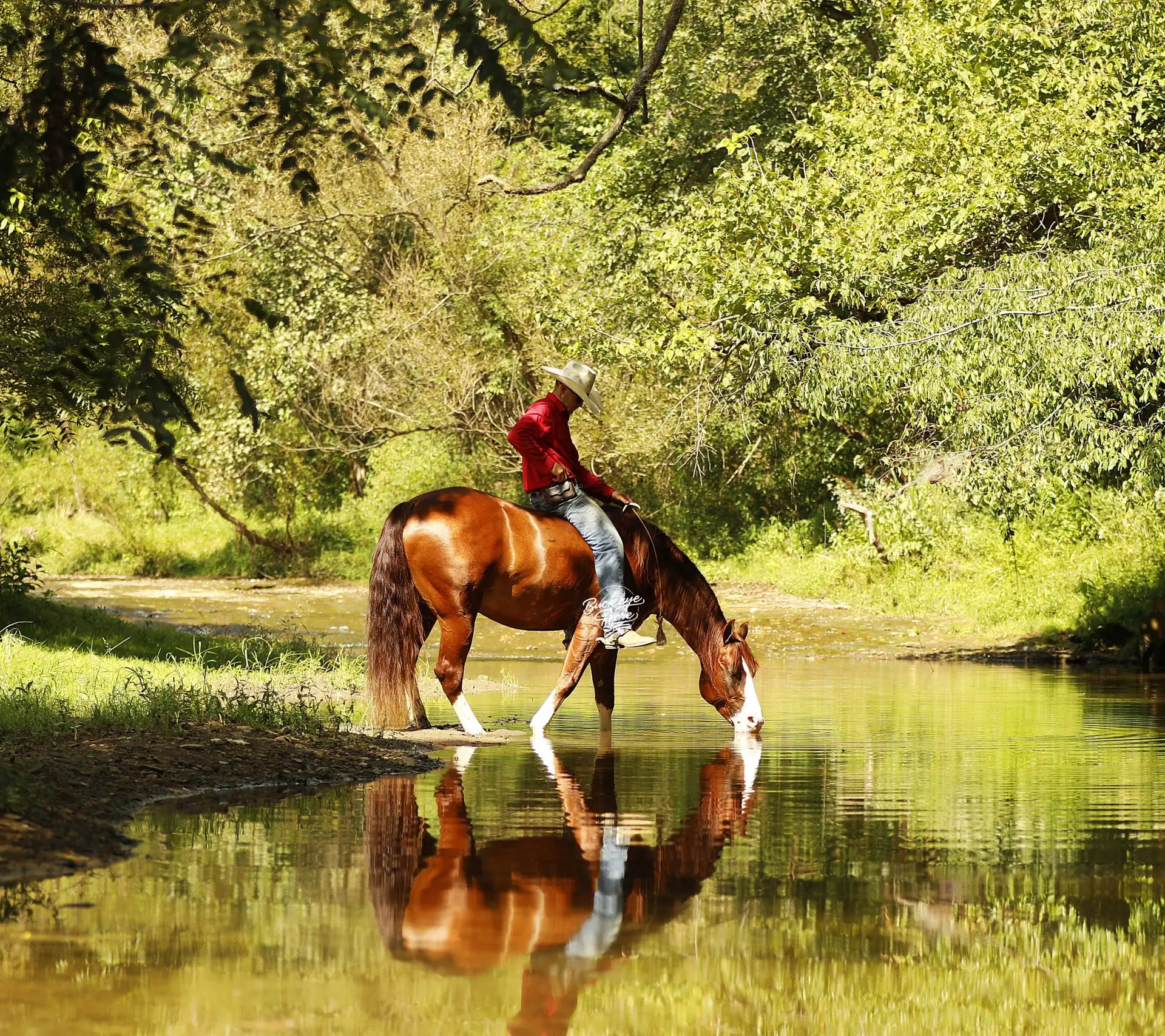 Person in a red shirt wearing a wide-brimmed hat rides a brown horse through a shallow river surrounded by green trees.