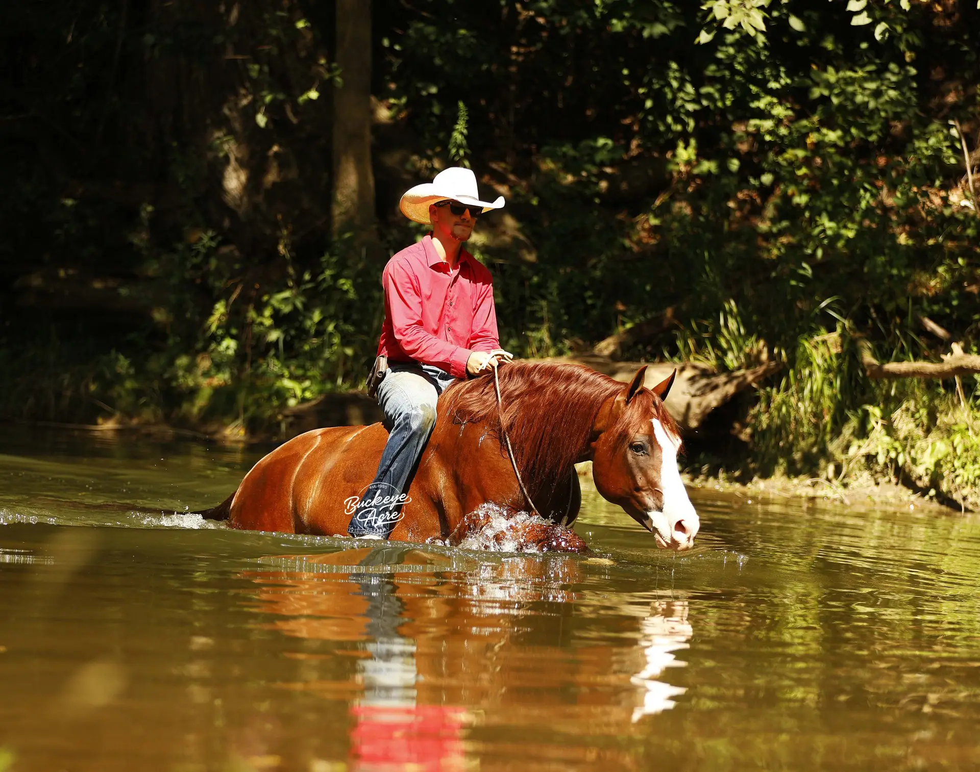 Man in a white cowboy hat and pink shirt rides a horse through shallow water in a forested area.