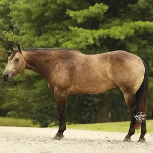 Brown horse standing on a gravel path with green trees in the background, in profile from the left side.