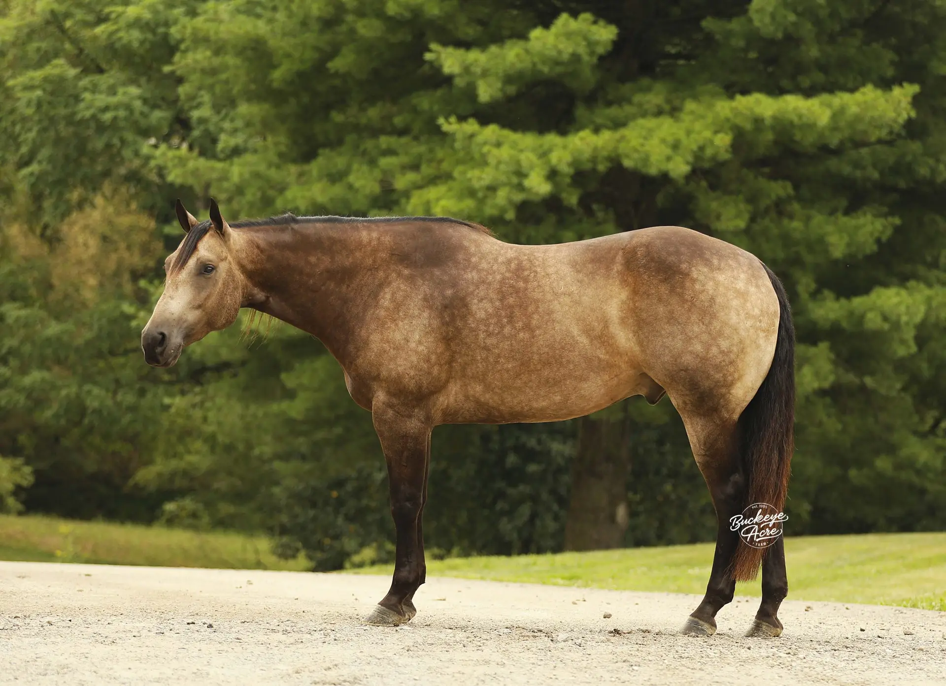 Brown horse standing on a gravel path with green trees in the background, in profile from the left side.