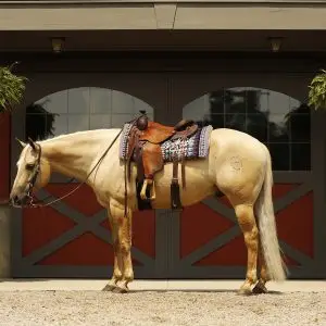 Palomino horse saddled and bridled, standing in front of red barn doors with two hanging ferns above.